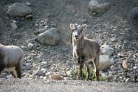 Along the Alaska Highway