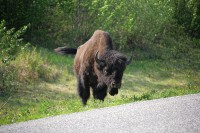 These guys were casually eating along the side of the Alaska Highway