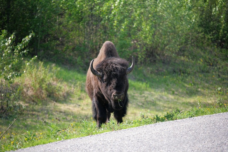 These guys were casually eating along the side of the Alaska Highway