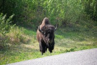 These guys were casually eating along the side of the Alaska Highway