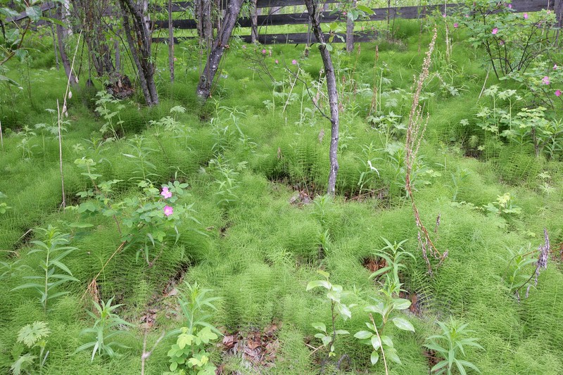 These little weeds covered the ground.  They are very fragile looking.
