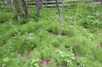 These little weeds covered the ground.  They are very fragile looking.