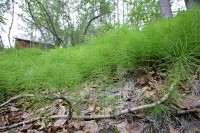 These little weeds covered the ground.  They are very fragile looking.