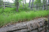 A blanket of weeds.