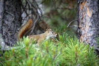 We stopped at Maligne Canyon on the way to Maligne Lake.  This little guy seemed  upset we were taking his picture.  He barked at us the whole time.