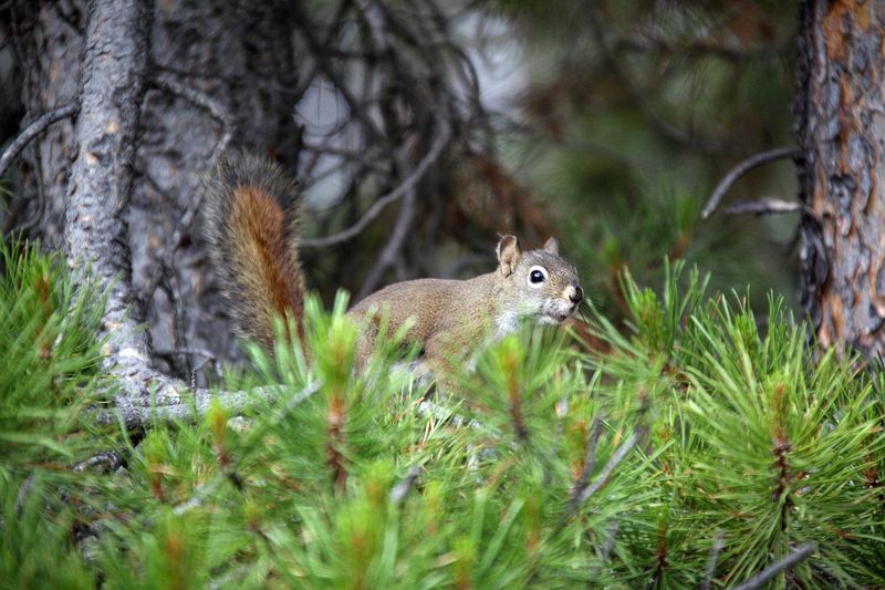 We stopped at Maligne Canyon on the way to Maligne Lake.  This little guy seemed  upset we were taking his picture.  He barked at us the whole time.