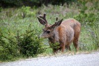 On the way to Maligne Lake.  A very nice ride of about 30 miles one way.