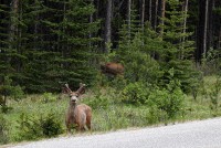 On the way to Maligne Lake.  A very nice ride of about 30 miles one way.