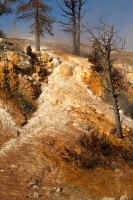 At Mammoth Hot Springs at the north end of Yellowstone National Park.