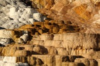 At Mammoth Hot Springs at the north end of Yellowstone National Park.