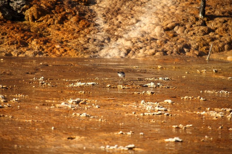 At Mammoth Hot Springs at the north end of Yellowstone National Park. This little fellow had no problems with the warm water and the orange bacteria.