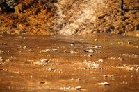 At Mammoth Hot Springs at the north end of Yellowstone National Park. This little fellow had no problems with the warm water and the orange bacteria.