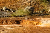 At Mammoth Hot Springs at the north end of Yellowstone National Park. This little fellow had no problems with the warm water and the orange bacteria.
