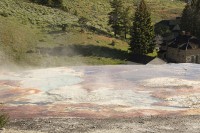 At Mammoth Hot Springs at the north end of Yellowstone National Park.