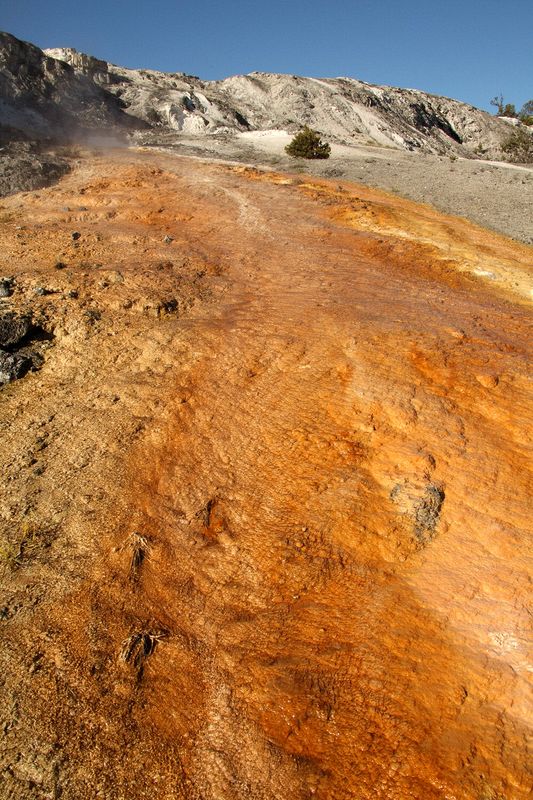 At Mammoth Hot Springs at the north end of Yellowstone National Park.