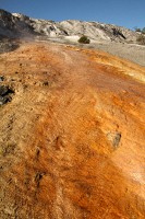 At Mammoth Hot Springs at the north end of Yellowstone National Park.