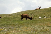 At the Alpine Visitors center we ran into a group of male elk.  This time of year they feed early in the day and rest in the afternoons.  Relaxed and friendly, this group of bachelors will change significantly in the fall as rutting season begins.