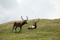 A bachelor group of elk near the Alpine Visitors Center