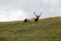 A bachelor group of elk near the Alpine Visitors Center