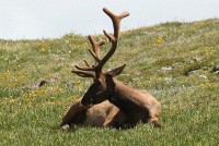 A bachelor group of elk near the Alpine Visitors Center