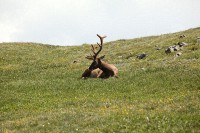 A bachelor group of elk near the Alpine Visitors Center