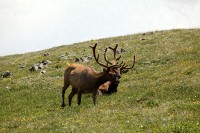 A bachelor group of elk near the Alpine Visitors Center