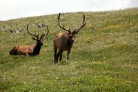 A bachelor group of elk near the Alpine Visitors Center