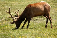 A bachelor group of elk near the Alpine Visitors Center
