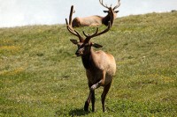 A bachelor group of elk near the Alpine Visitors Center