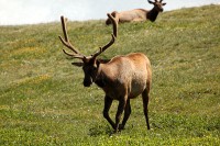 A bachelor group of elk near the Alpine Visitors Center