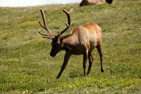 A bachelor group of elk near the Alpine Visitors Center