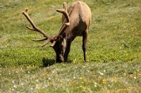 A bachelor group of elk near the Alpine Visitors Center