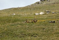 A bachelor group of elk near the Alpine Visitors Center