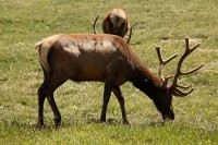 A bachelor group of elk near the Alpine Visitors Center