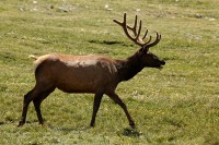 A bachelor group of elk near the Alpine Visitors Center