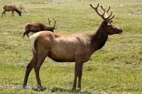 A bachelor group of elk near the Alpine Visitors Center