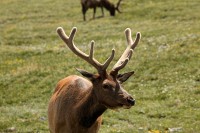 A bachelor group of elk near the Alpine Visitors Center