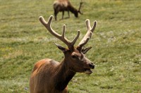 A bachelor group of elk near the Alpine Visitors Center