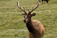 A bachelor group of elk near the Alpine Visitors Center
