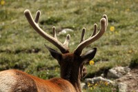 A bachelor group of elk near the Alpine Visitors Center